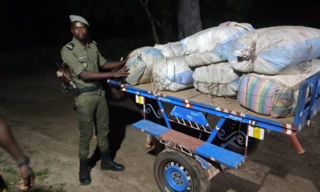 LUTTE CONTRE LE TRAFIC DE DROGUE : 152kg de chanvre indien « green » interceptés à Nioro