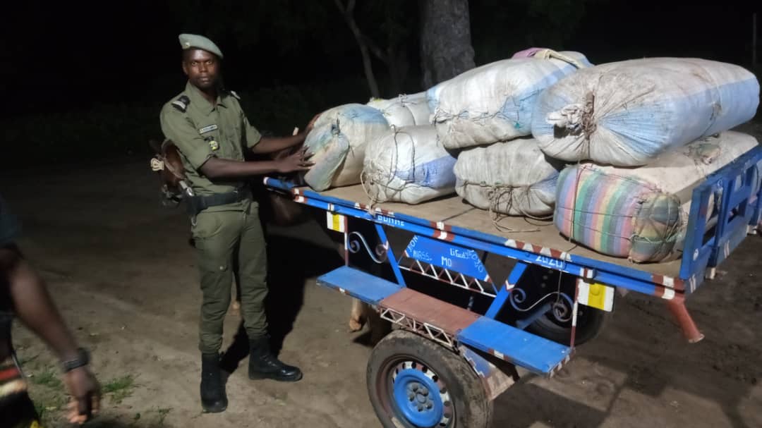 LUTTE CONTRE LE TRAFIC DE DROGUE : 152kg de chanvre indien « green » interceptés à Nioro