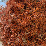Opération « bouclage » contre le trafic international d’espèces protégées : 100 kg de corail rouge saisis à Kébémer