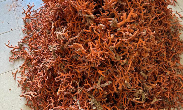Opération « bouclage » contre le trafic international d’espèces protégées : 100 kg de corail rouge saisis à Kébémer