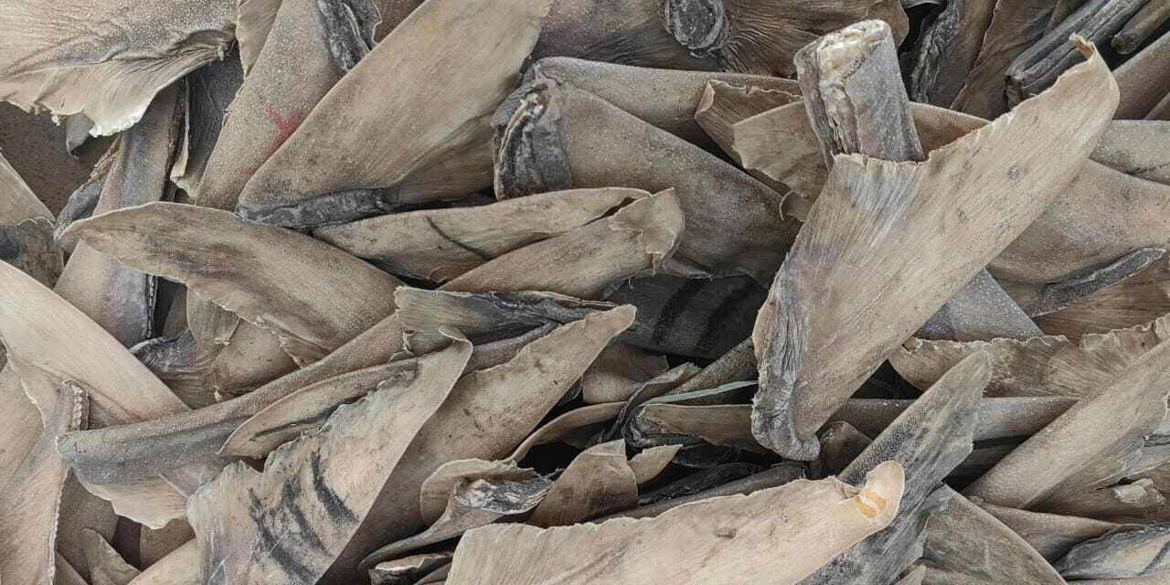 Lutte contre la criminalité faunique : 550 kg d’ailerons de raies séchés d’une valeur de plus de 200 millions saisis à l’AIBD