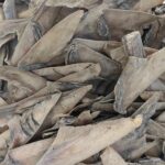 Lutte contre la criminalité faunique : 550 kg d’ailerons de raies séchés d’une valeur de plus de 200 millions saisis à l’AIBD