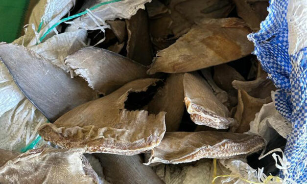 Opération « Bouclage » contre le trafic d’espèces menacées d’extinction : Une tonne six cent kg (1600 kg) d’ailerons de requin saisis à Kébémer