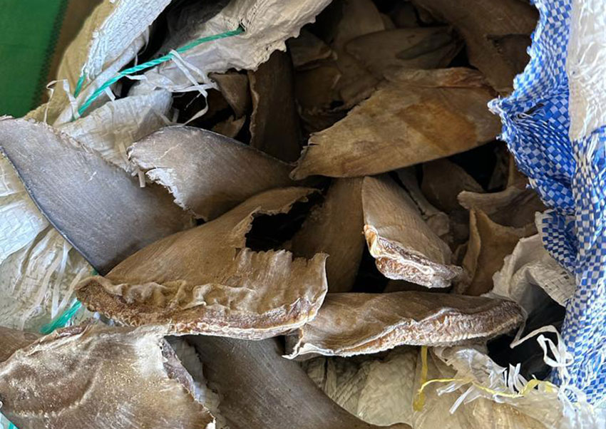 Opération « Bouclage » contre le trafic d’espèces menacées d’extinction : Une tonne six cent kg (1600 kg) d’ailerons de requin saisis à Kébémer