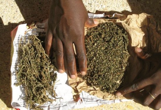 Saisies de drogue : 318 kilogrammes de chanvre indien saisi, les Brigades de Foundiougne et de Diamniadio en exergue
