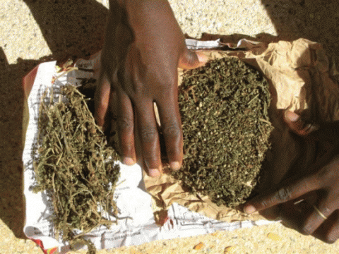 Recrudescence des saisies de drogue par la Brigade des Douanes de Toubacouta