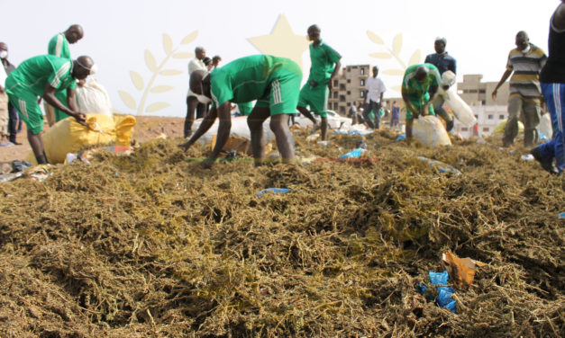 Incinération de près de 4 tonnes de drogues