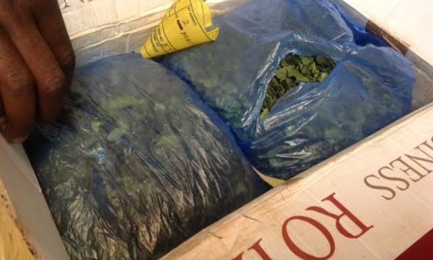 Trafic de drogue : 100 kg de cannabis saisis par la Douane à Tambacounda