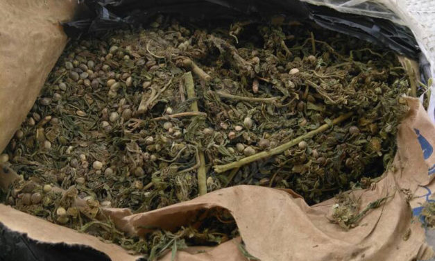 Saisie de 337 kg de chanvre indien par les agents du bureau des Douanes de Keur Ayib