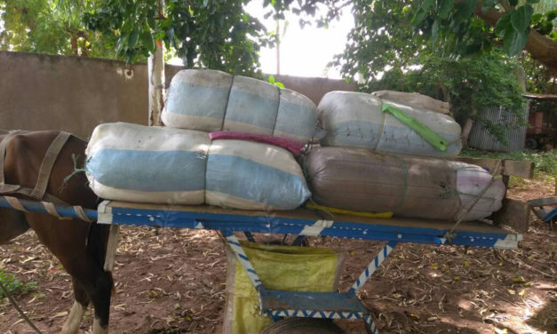 Saisie de 337 kg de chanvre indien par les agents du bureau des Douanes de Keur Ayib