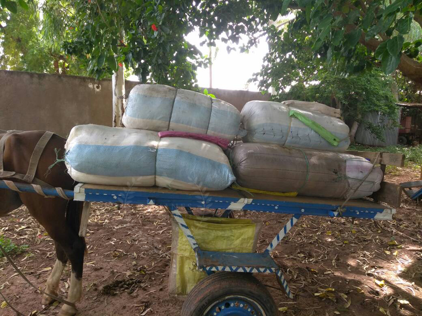 Saisie de 337 kg de chanvre indien par les agents du bureau des Douanes de Keur Ayib