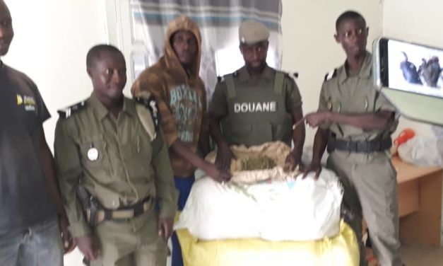 Saisie de 337 kg de chanvre indien par la Brigade mobile de Kolda