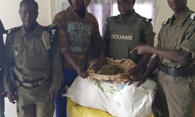 Saisie de 337 kg de chanvre indien par la Brigade mobile de Kolda