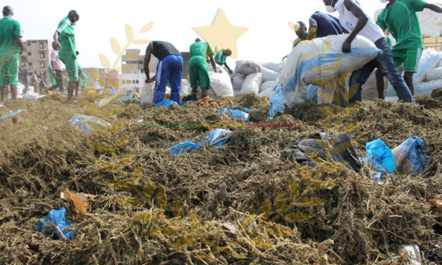 Incinération de près de 4 tonnes de drogues