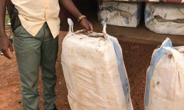 COVID-19 special operations: Moussala Customs seized 175 kg of Indian hemp