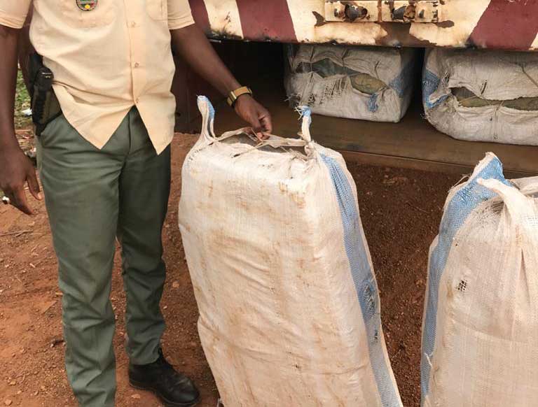 COVID-19 special operations: Moussala Customs seized 175 kg of Indian hemp