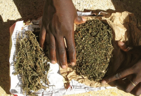 Joal-Fadiouth : 500 kg de chanvre indien saisis par la Douane