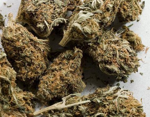 LUTTE CONTRE LA DROGUE A ZIGUINCHOR : 3 tonnes de chanvre indien saisies et 18 champs détruits