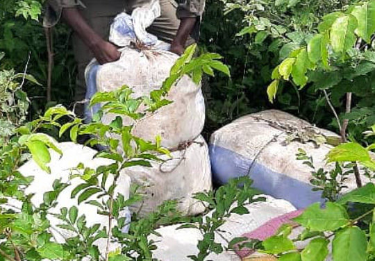 LUTTE CONTRE LE TRAFIC DE DROGUE : 152kg de chanvre indien « green » interceptés à Nioro