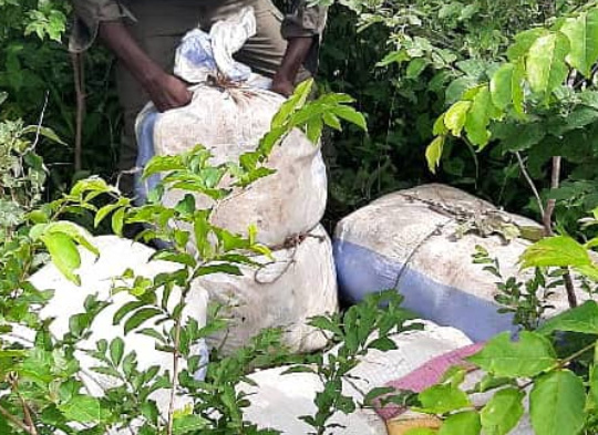 LUTTE CONTRE LE TRAFIC DE DROGUE : 152kg de chanvre indien « green » interceptés à Nioro