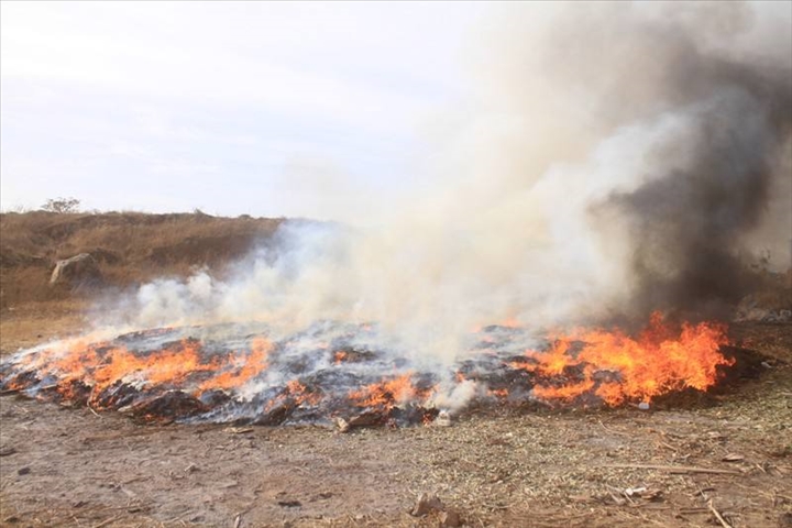 Ziguinchor : une tonne de chanvre indien et 700 grammes de cocaïne incinérés