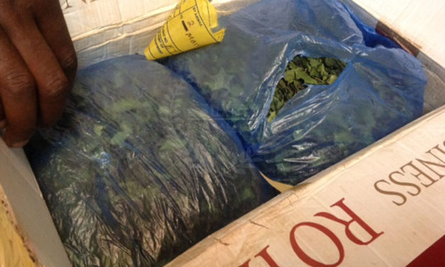 Saisie de Khat et de cannabis les 10 et 11 Août 2015
