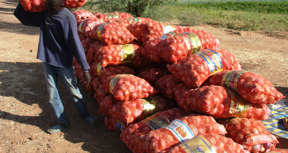 SENEGAL-COMMERCE : Le gel des importations d’oignon entre en vigueur, samedi 14 févier