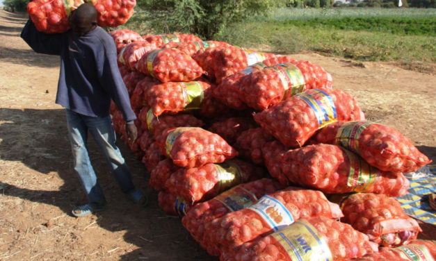 SENEGAL-COMMERCE : Le gel des importations d’oignon entre en vigueur, samedi 14 févier