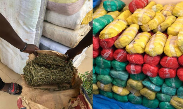 DOUANE, OPERATION « JONCTION » : 537 kg de chanvre indien saisis en 72 heures