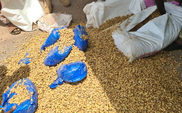 LUTTE CONTRE LE TRAFIC DE DROGUES : 108 Kg de chanvre indien saisis et au Centre et au Sud du pays