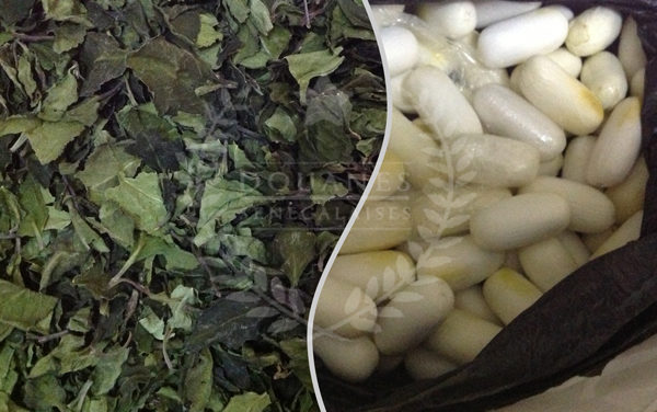 Série de saisies de cocaïne et de drogue khat à l’Aéroport Léopod Sédar SENGHOR de Dakar