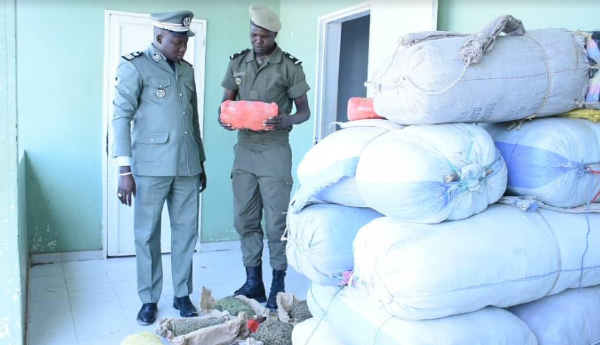 Fight against drug trafficking: A big intake of Indian hemp in Nganda