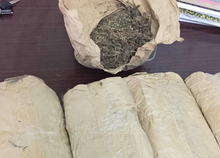 262 kilos of Indian hemp Seized by agents of the Gossas and Kaolack mobile brigades