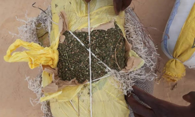 Lutte contre le trafic de stupéfiants : Le Poste de Keur Moussa saisit 40 kg de chanvre indien