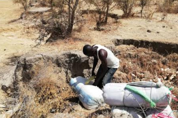 Trafic et vente de chanvre indien : La Brigade mobile de Kaolack déterre 250 kg de chanvre indien enfouis par des malfrats