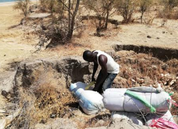 Trafic et vente de chanvre indien : La Brigade mobile de Kaolack déterre 250 kg de chanvre indien enfouis par des malfrats