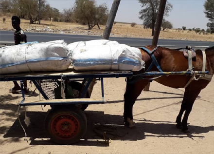 La Douane saisit 229 kilogrammes de chanvre indien