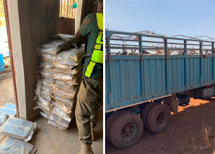 FIGHT AGAINST DRUG TRAFFICKING: A Seizure of 248 kg of Indian hemp by the Moussala Customs Brigade, in the Kedougou region.