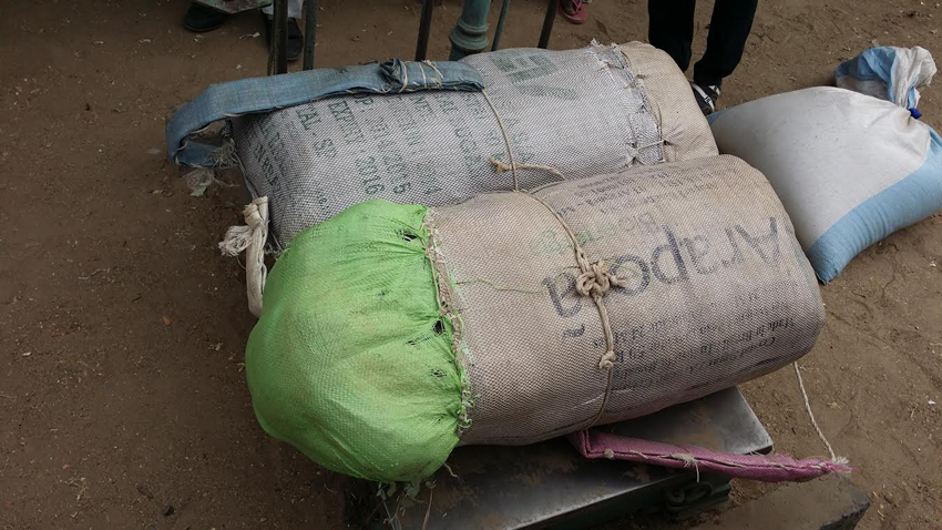 Saisie de 430 kg de chanvre indien par la brigade des Douanes de Foundiougne