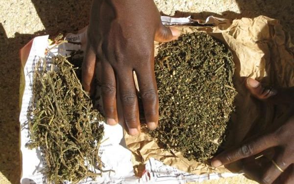 Indian hemp seizure by agents of Karang Customs Station (Kaolack).
