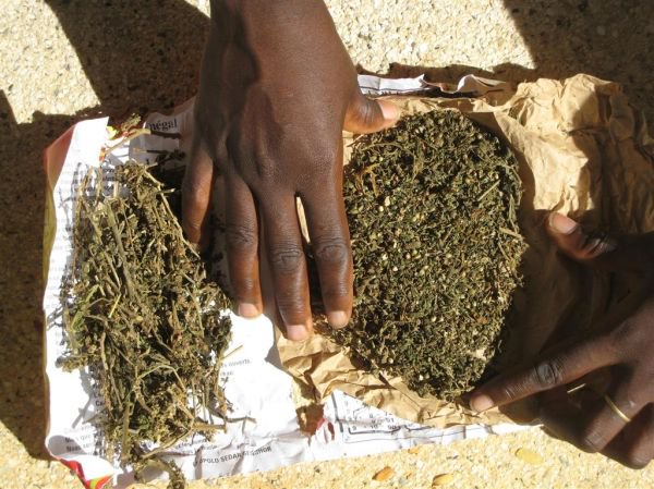 Indian hemp seizure by agents of Karang Customs Station (Kaolack).